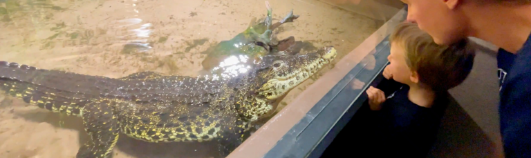 En vuxen och ett barn iakttar en krokodil i ett akvarium.