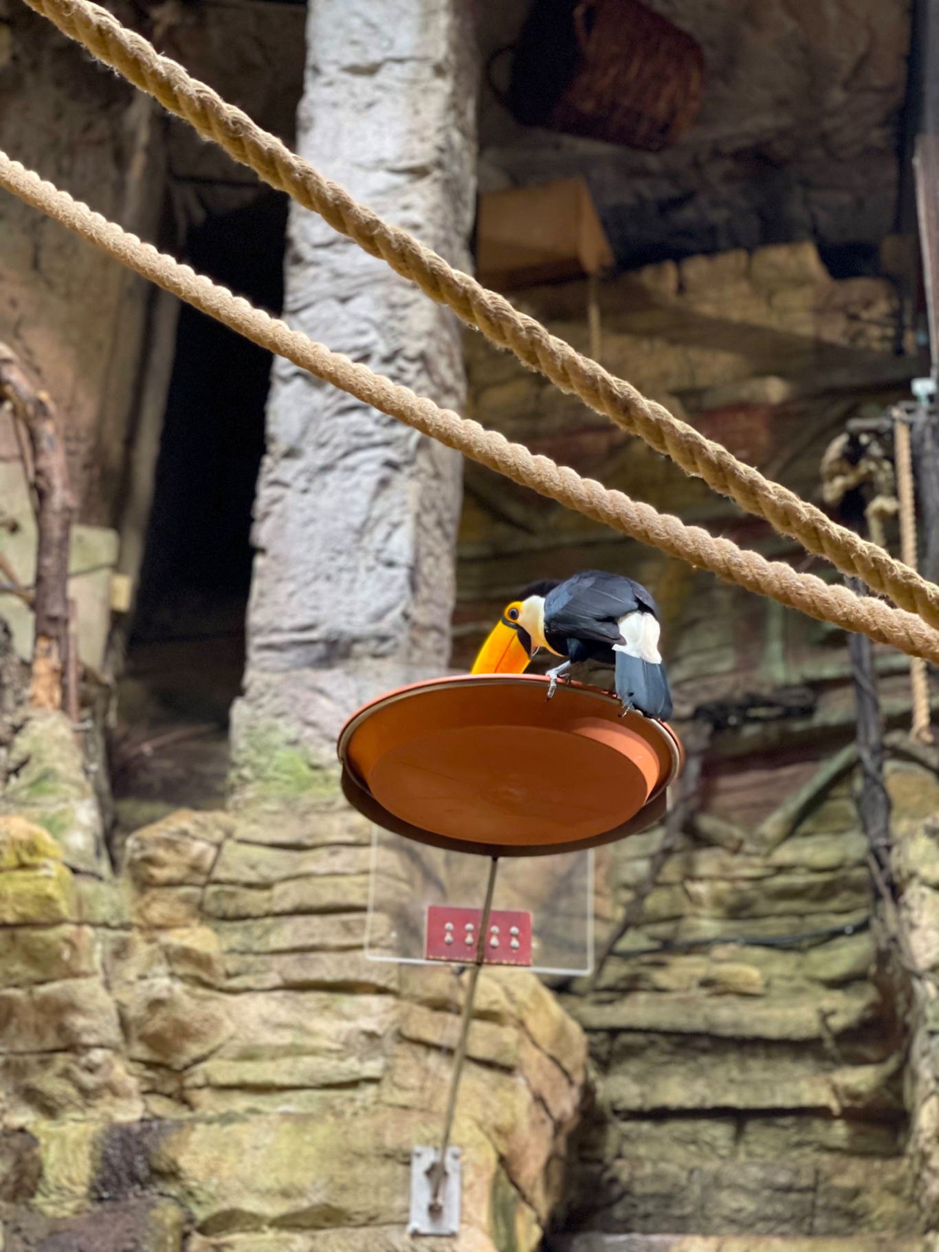 Tukan En papegoja står på en orange platta i en grottmiljö.