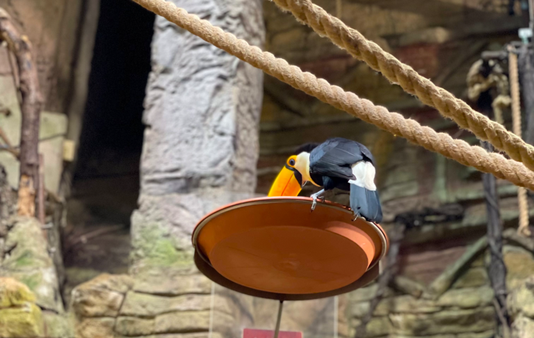 Tukan sitter på en tallrik, med en dramatisk bakgrund av klippor.