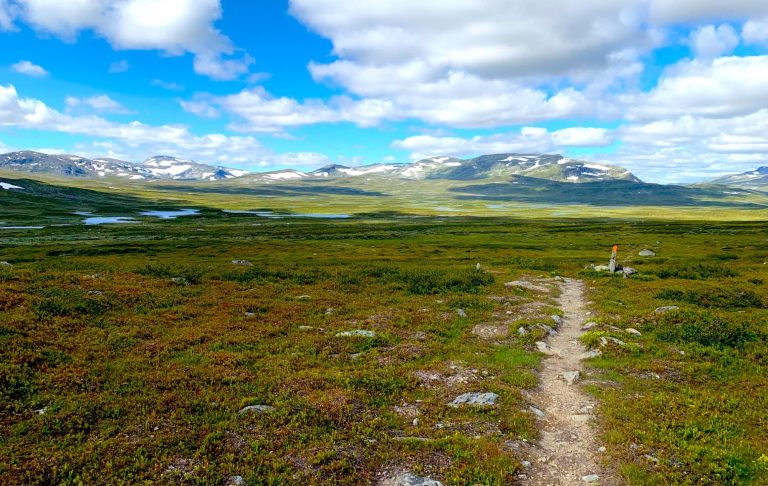 Vacker fjällandskap med grön vegetation, blå himmel och stigar som leder bortom horisonten.