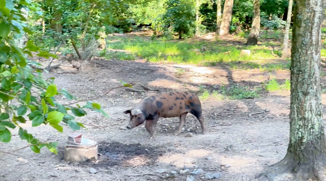 Grisar vid Vallarnas Friluftsområde En gris med spräcklig päls går i en skogig miljö med grön vegetation.