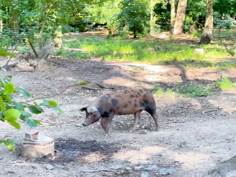 Gris som söker mat på en jordig mark i en grönskande skogsmiljö.