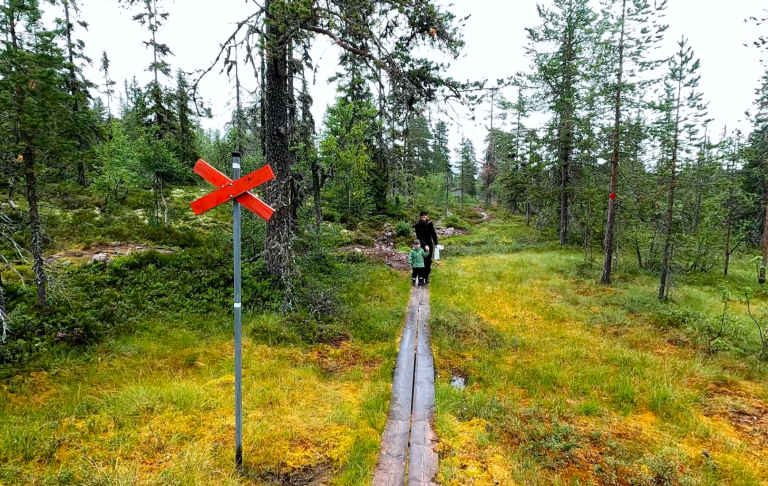 En person går på en plankstig i en skog med röd markering.
