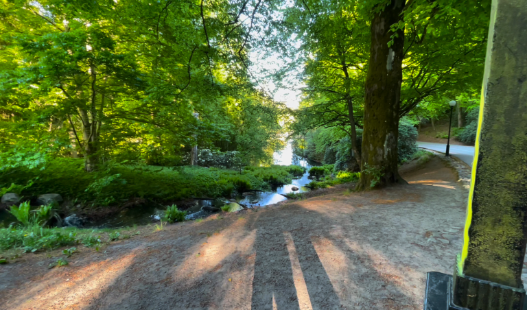 Naturskönt skogsområde med en liten bäck och grönskande träd.