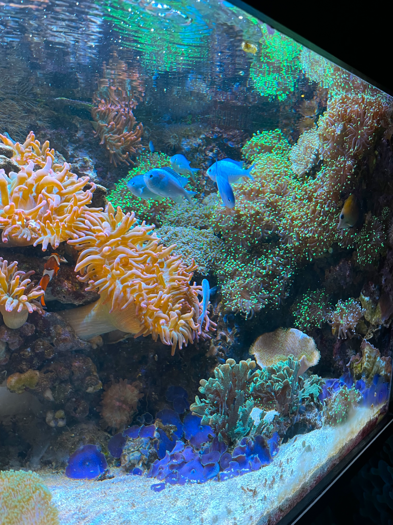 Fiskar Färgglada koraller och fiskar i ett akvarium med klart vatten.