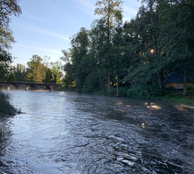 Lugn Tidan med träd vid stranden och en klarblå himmel i bakgrunden. Dimman ligger över vattnet med en fiskare som står i strömmen.