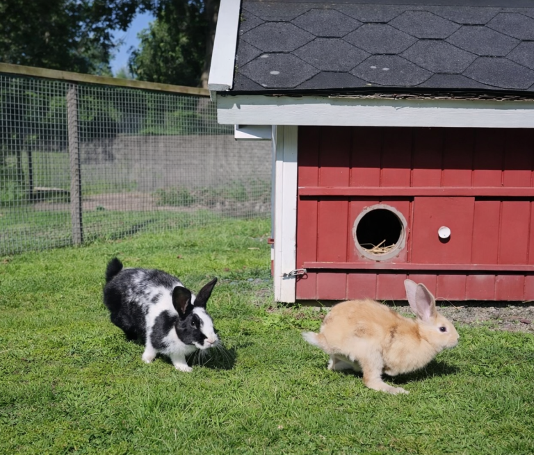 Två kaniner, en svartvit och en ljus beige, leker vid en röd kaninhus.