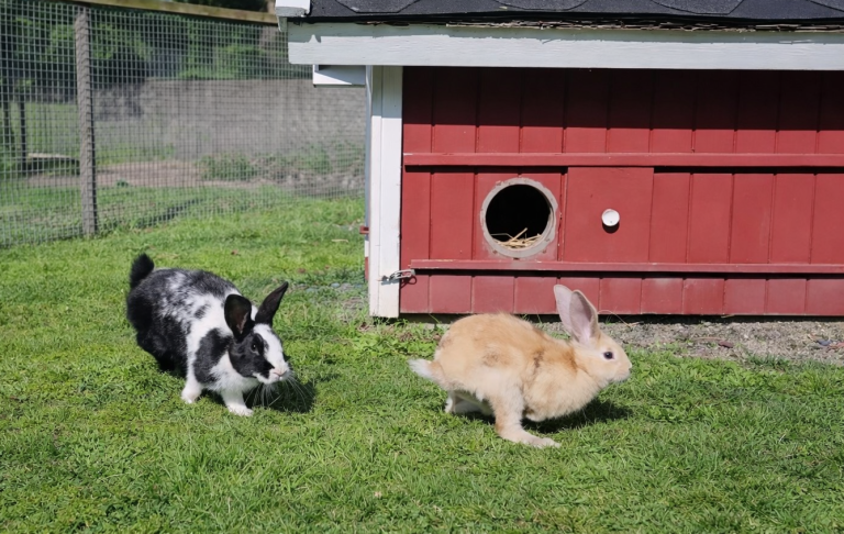 Två kaniner, en svart och vit och en ljus, leker utanför ett rött hönshus.