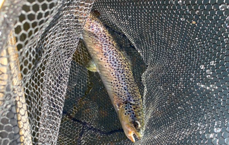 Öring fångad i Lillesjön En öring fångad i ett håvnät.