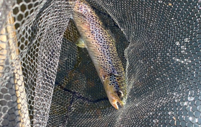 Brunöring fångad i ett nät med en fluga i mungipan. 