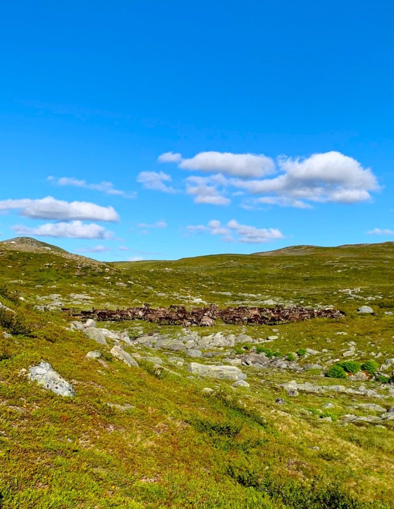 Renar mitt i fjällandskapet med gröna fält, klippor och en klarblå himmel med några moln.