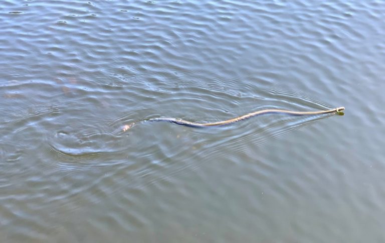 Snok i Lillesjön En lång orm simmar genom vattnet.