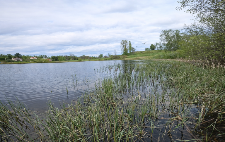 Lugnt vattenspegel med vass och grönska längs kustlinjen under en mulen himmel.