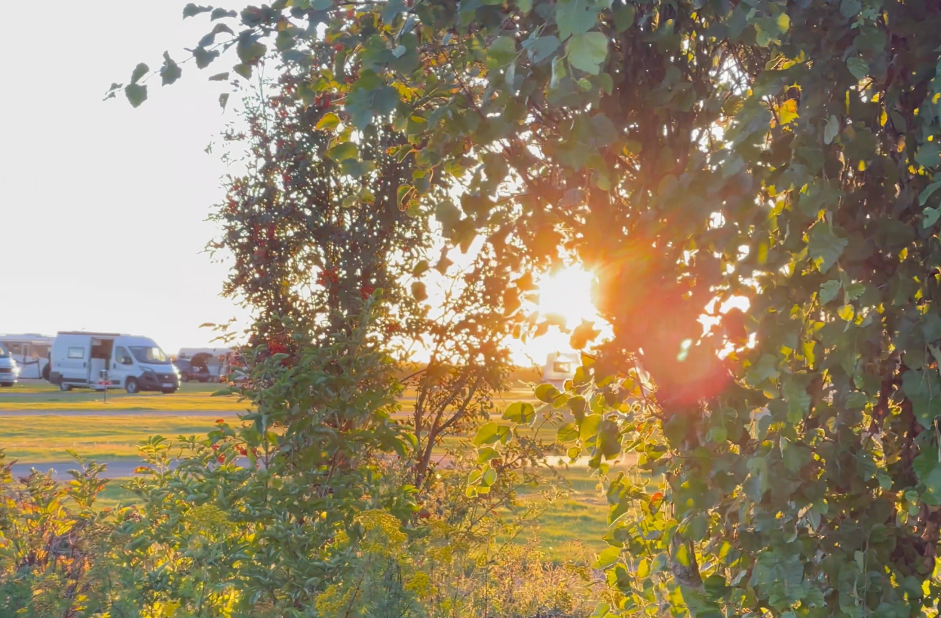 Solnedgång sommarkväll Solnedgång genom träd, med mjukt ljus som lyser upp landskapet.