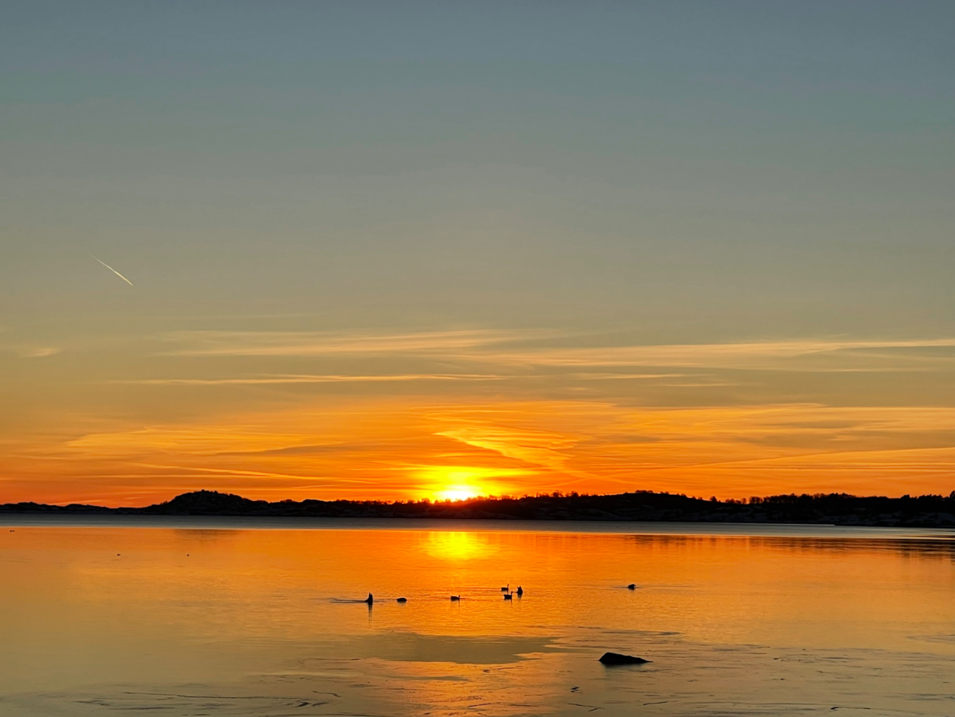 Solnedgång över Kungsbackafjorden Solnedgång över en stilla sjö med fjäderfän simmande i vattnet.
