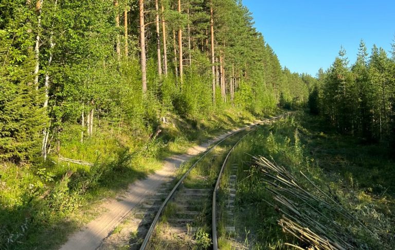Landskap med enkel spårväg som slingrar genom tät grönska och träd.