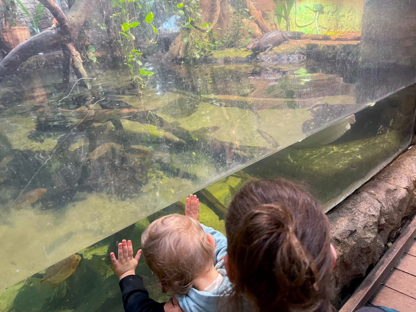 Akvarie Ett barn och en vuxen tittar på fiskar genom ett akvarie.