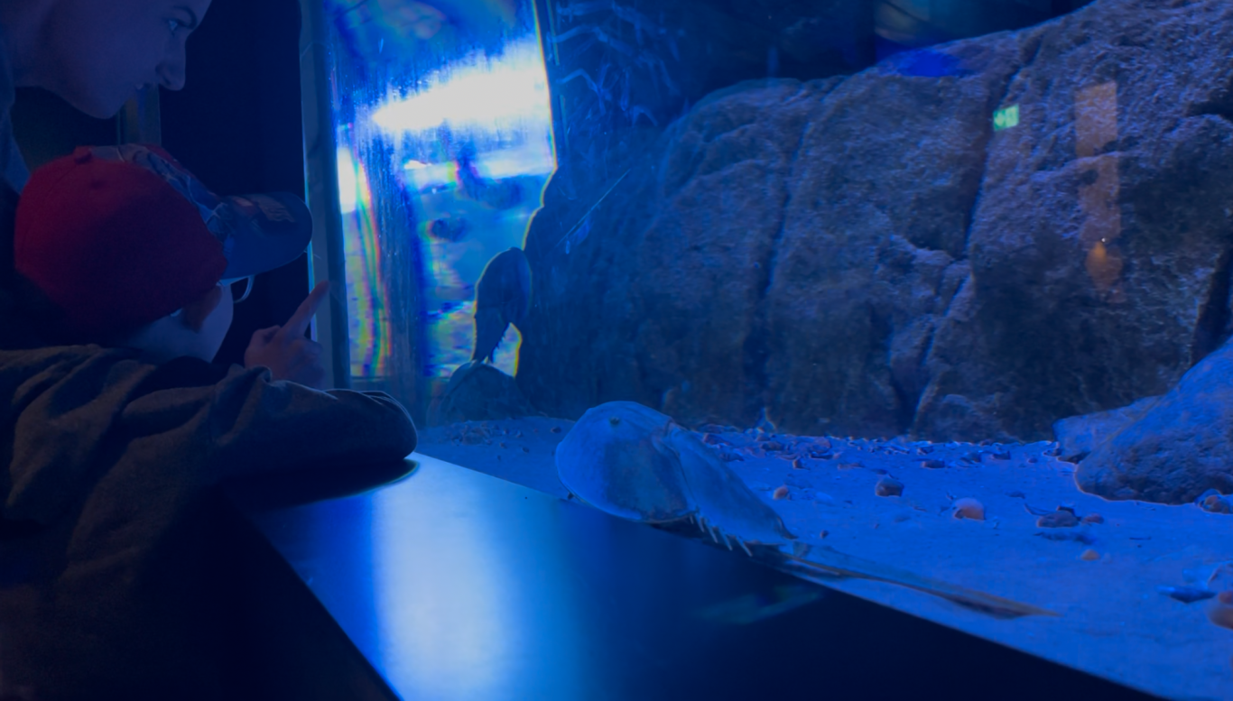 Akvariet Barn tittar på ett akvarium med fiskar och klippor i bakgrunden.
