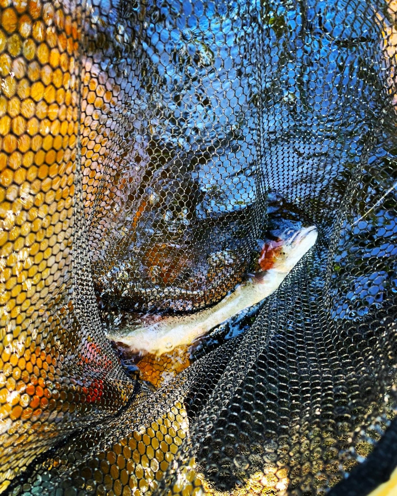 En regnbågsöring Fisk fångad i ett nät med vatten och växter i bakgrunden.