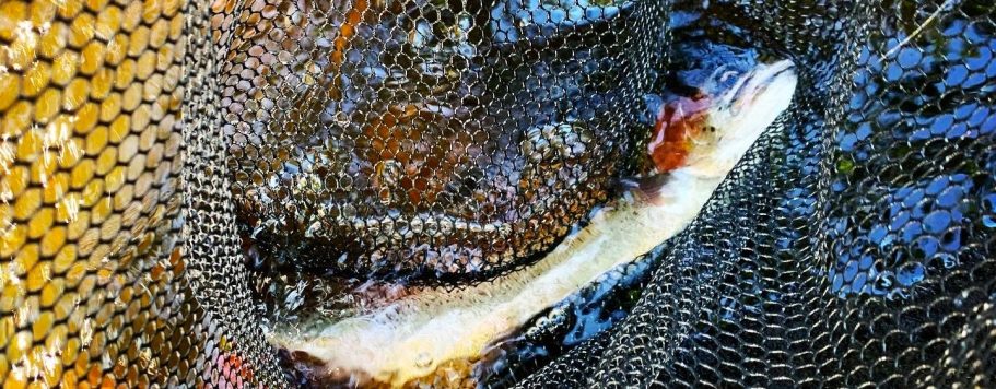 Brun forell simmar över en stenig botten i klart vatten.