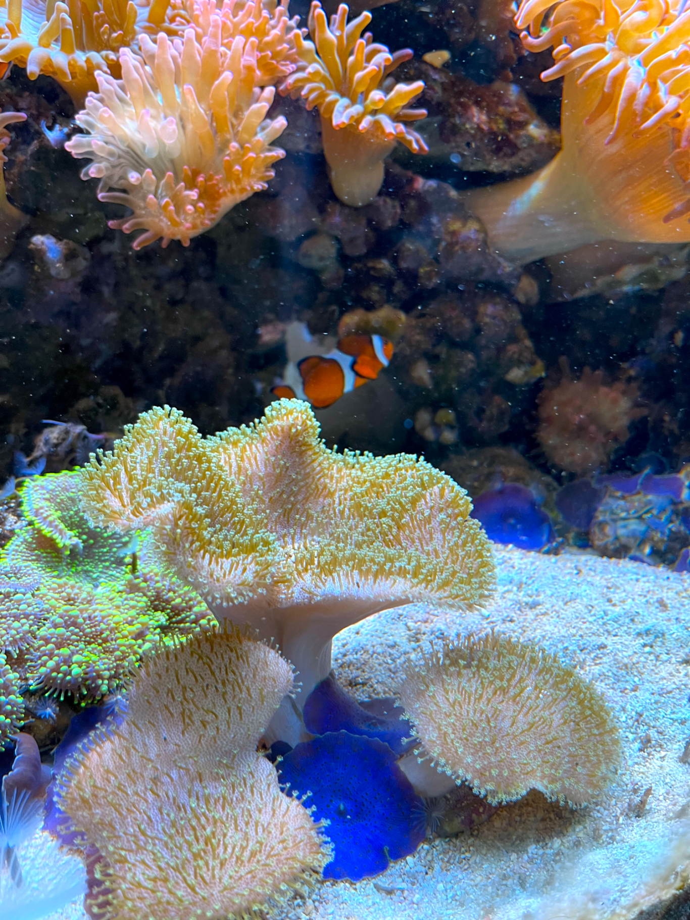 Hitta Nemo Färgglada koraller och en clownfisk simmar bland marina växter.