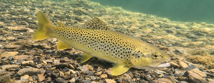 Brun forell simmar över en stenig botten i klart vatten.