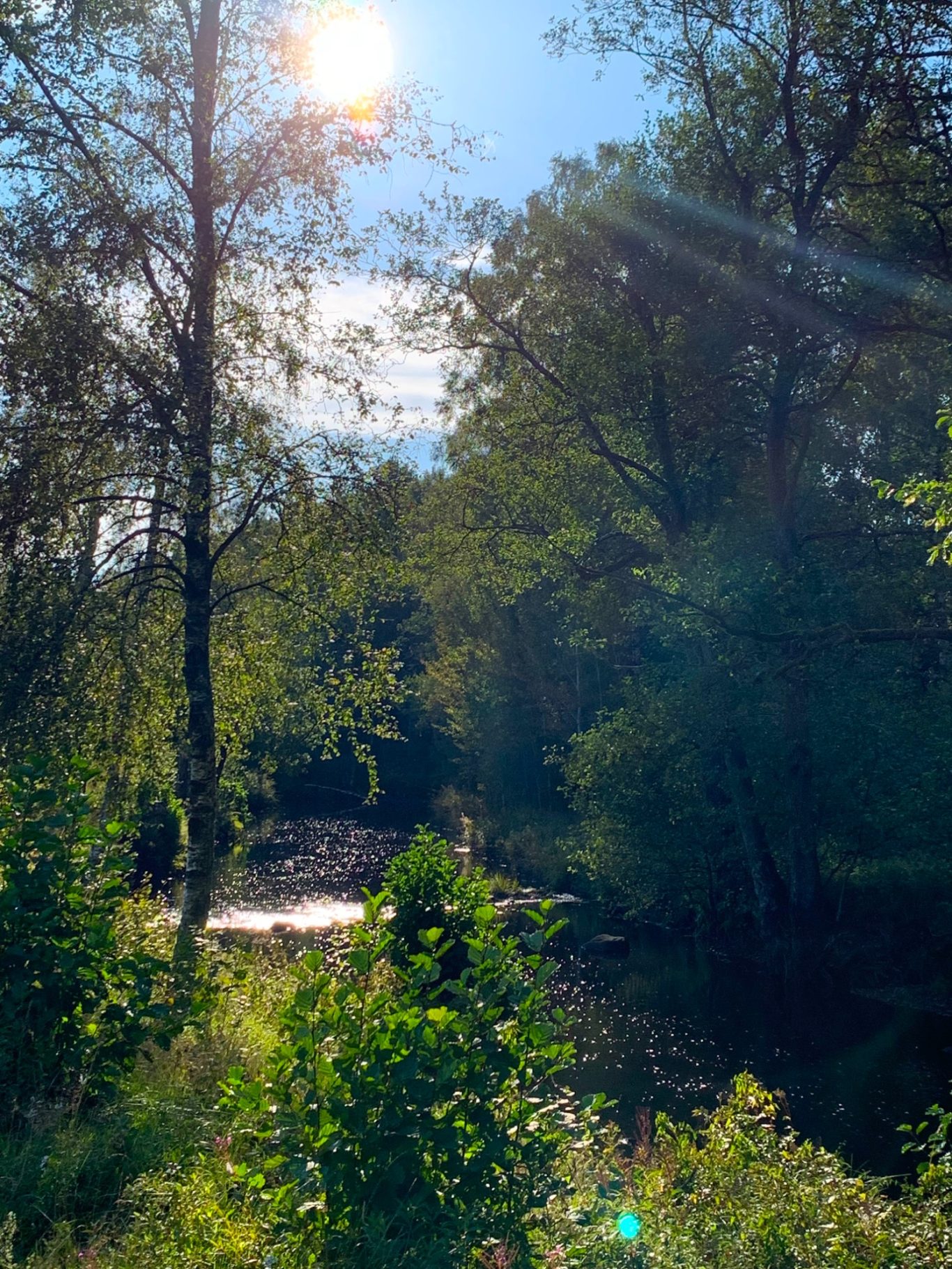Vänneån vid Sunnedamm Sportfiske Soligt landskap med träd och en glimt av vatten genom grönska.