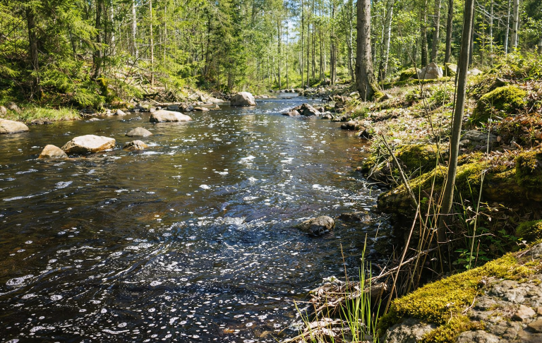 En lugn bäck omgiven av tät grönska och stenar i solsken.