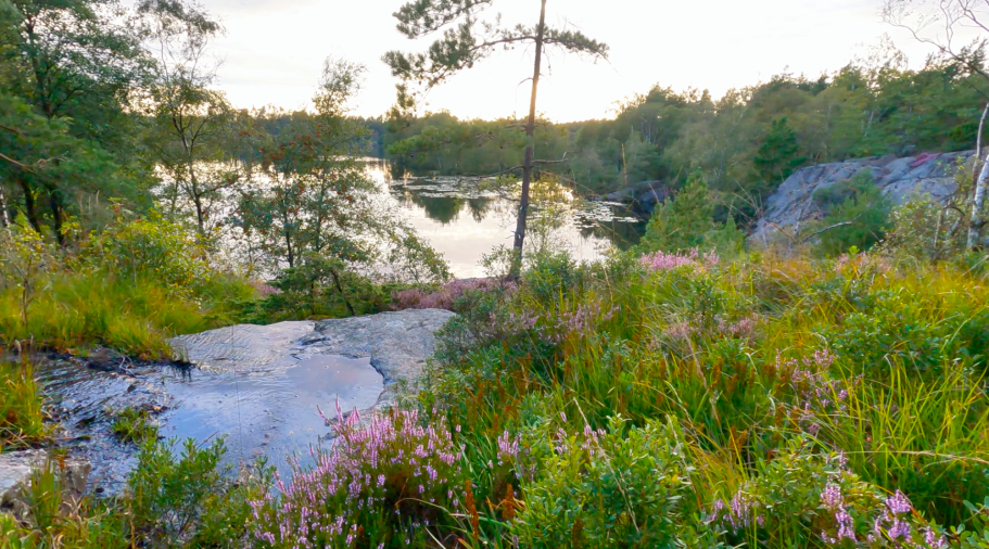 Utsikt över sjön Landskap med blommor, klippor och en spegelblanka sjö i bakgrunden.