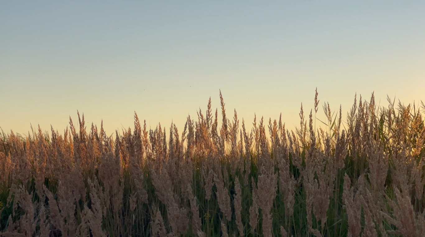 Solnedgång över Campingen i Björkäng Gröna fält med högt gräs som sträcker sig mot en ljus solnedgång.