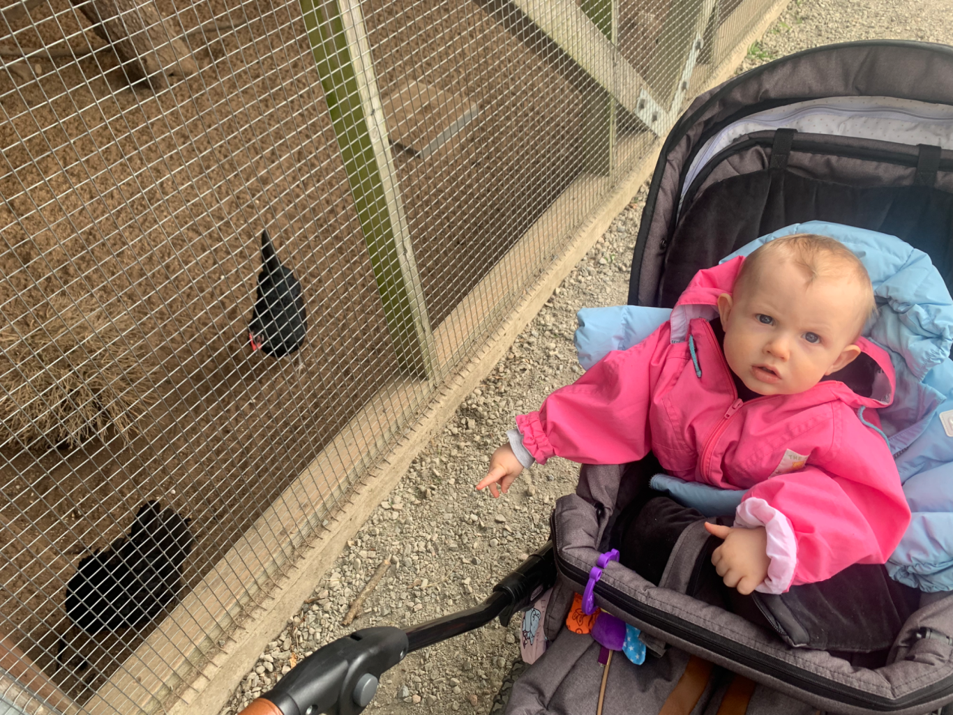 Hönor Ett barn i vagnen tittar på höns bakom ett galler.